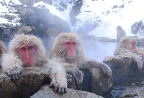 These monkeys know how to party