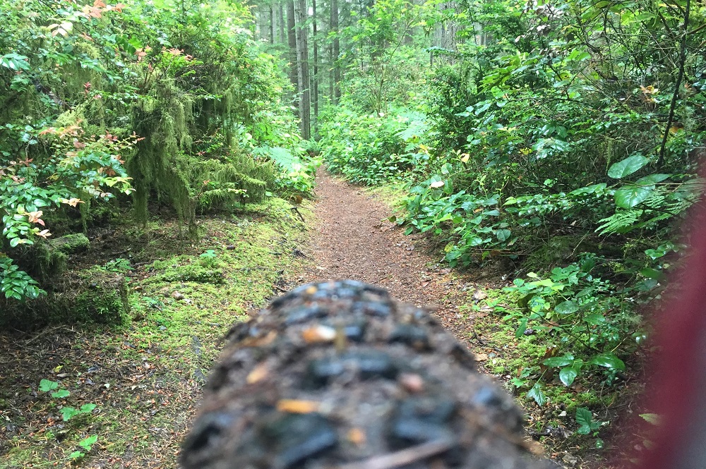 forest mtb trails